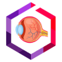 5th Wet AMD & Diabetic Eye Disease Drug Development bullet point